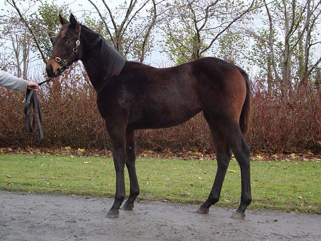 Montalcino third at Saratoga