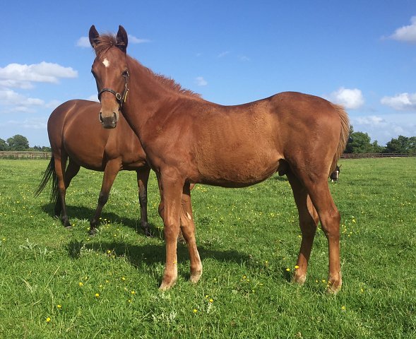 Moomba wins at Klampenborg, Denmark on 1st May 2021