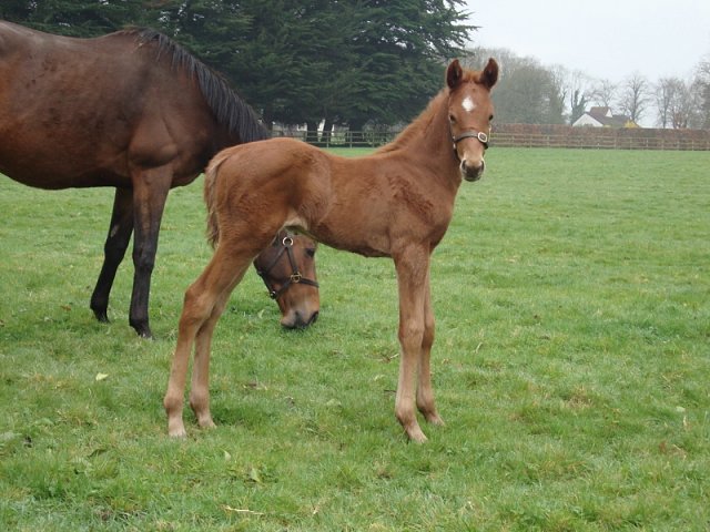Moomba second at Newmarket on 27th June 2020