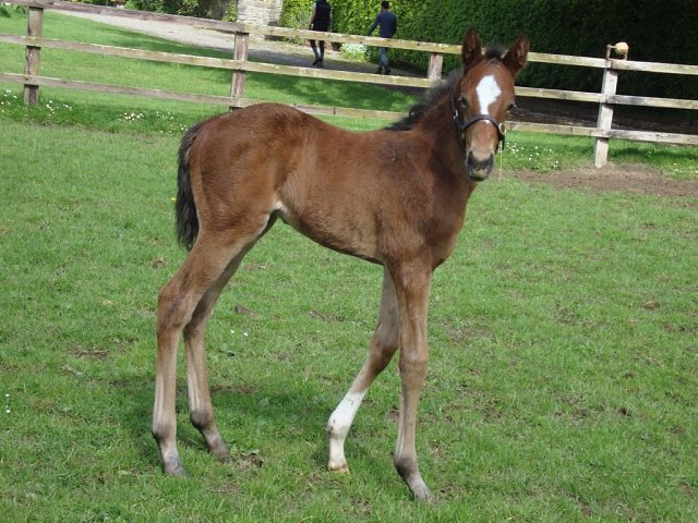 Mooney Vision wins at Pornichet, France on 25th March 2026