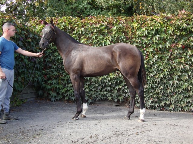 Moore Street Wise third at Golden Gate Fields on 8th August 2021