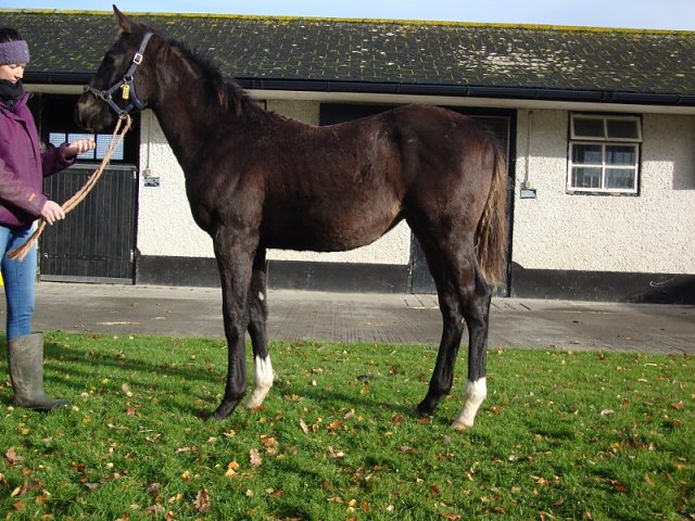 Moore Street Wise third at Golden Gate Fields on 8th August 2021