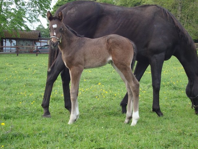 Moore Street Wise third at Golden Gate Fields on 8th August 2021