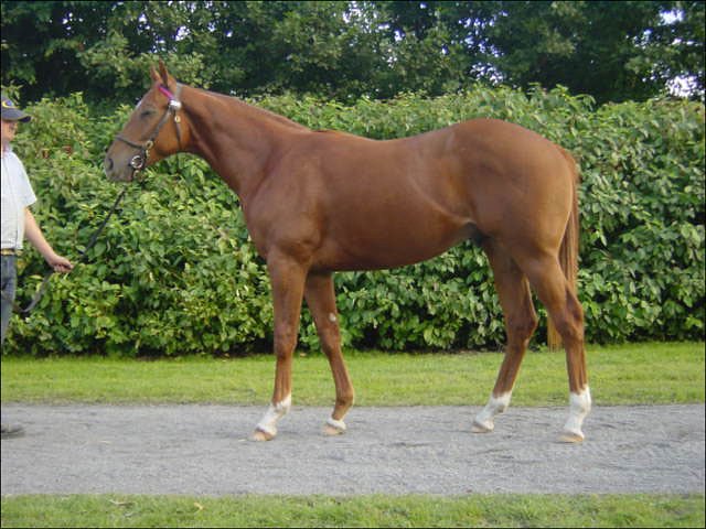 Moran Gra wins at the Curragh
