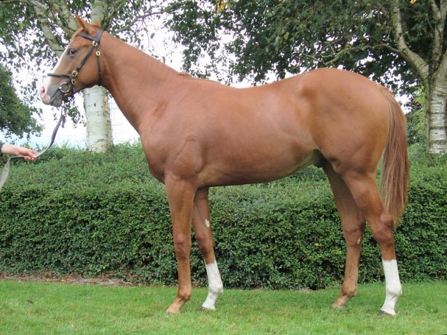 Mount Hotham third at ParisLongchamp on 10th April 2022