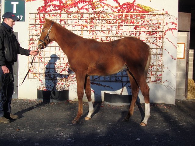 Mount Hotham third at ParisLongchamp on 10th April 2022