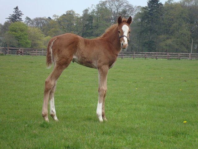 Mount Hotham third at ParisLongchamp on 10th April 2022