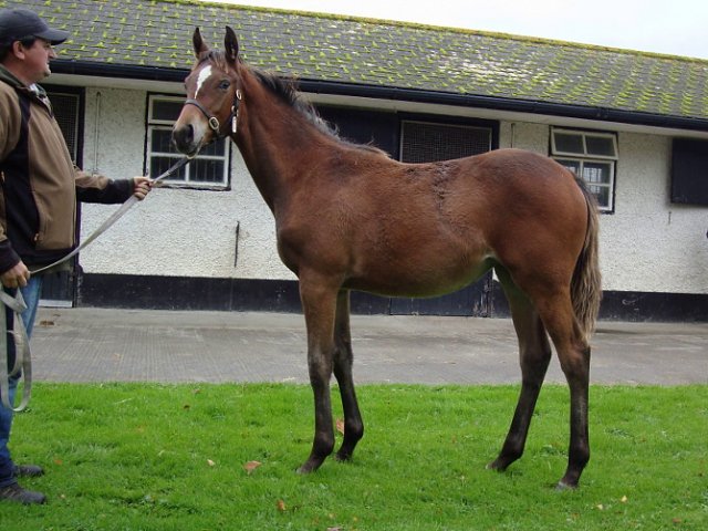 Mount Rainier wins at Ffos Las on 20th July 2021