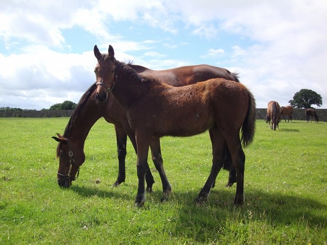Mousebird second at Thirsk on 22nd June 2020