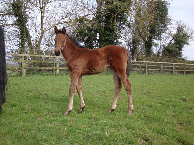 Mousebird second at Thirsk on 22nd June 2020