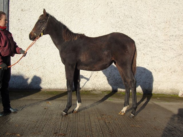 Mrs Fitzherbert wins at Wolverhampton on 23rd September 2021