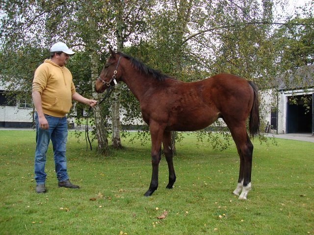 Myna second at Newbury on 17th May 2024