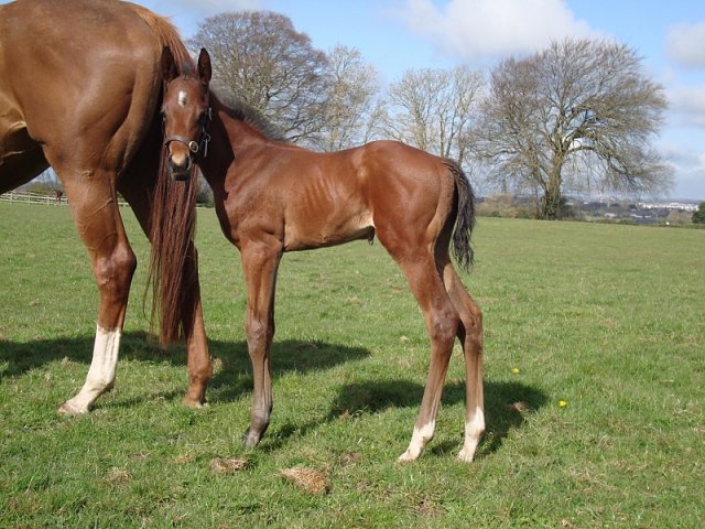 Myna second at Newbury on 17th May 2024