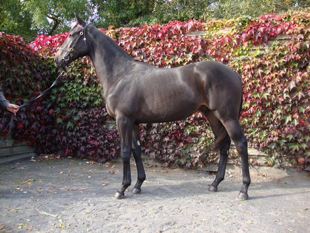 Naturalist second on racecourse debut