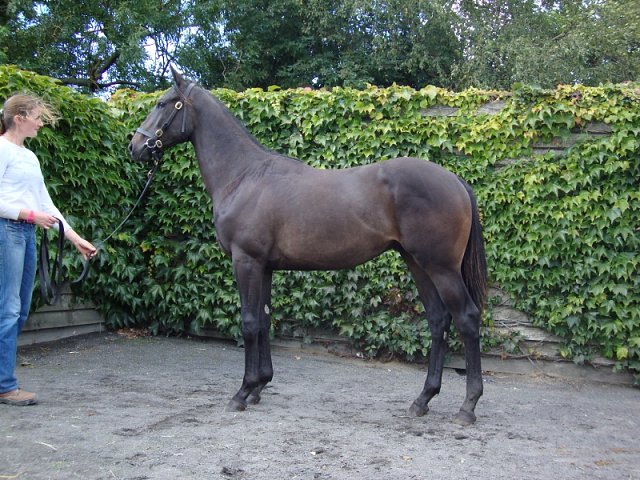 Naturalist second on racecourse debut