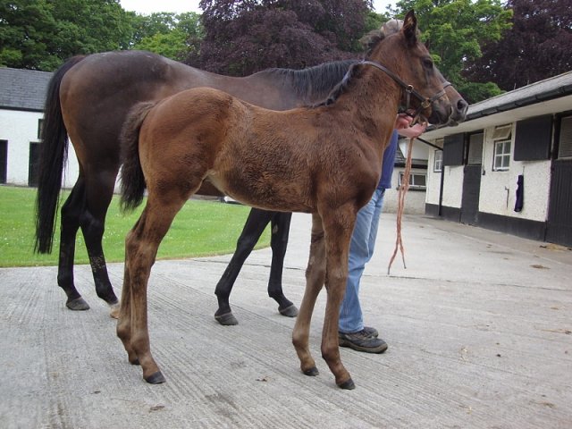Naturalist second on racecourse debut