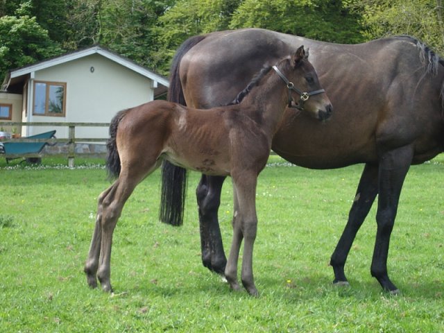 Naturalist second on racecourse debut
