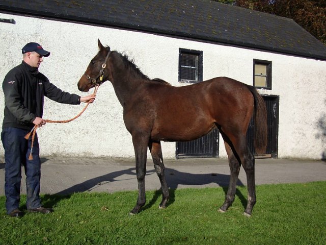 Neptune Legend second at Catterick on 18th September 2021