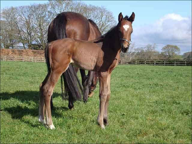 New Strategy second at Leicester