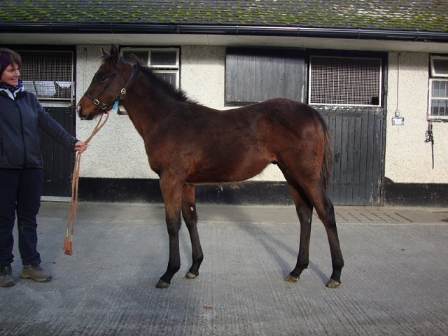 Newbridge Sweety wins at Siracusa, Italy on 4th March 2023