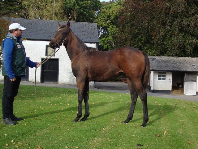 Nightbloom wins at Wolverhampton on Tuesday 29th September 2026