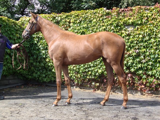Notice wins at Yarmouth