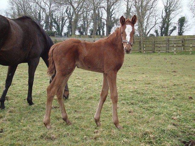 Notice wins at Yarmouth
