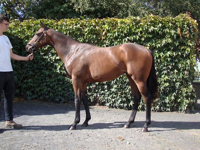 Nurse Barbara second in Listed Race on 14th September 2019