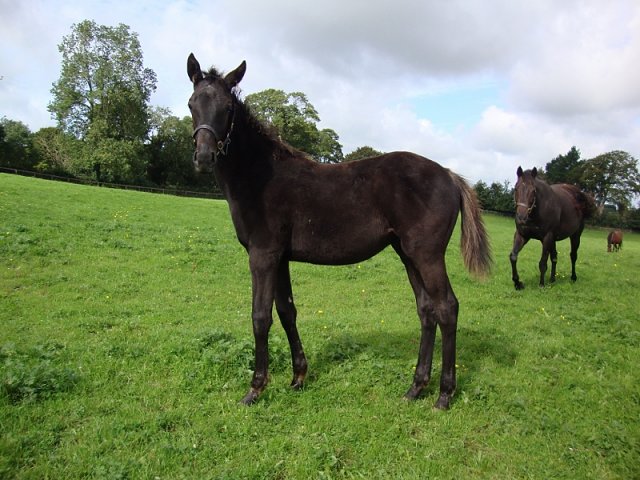 Orologio wins at Pisa on 29th March 2026