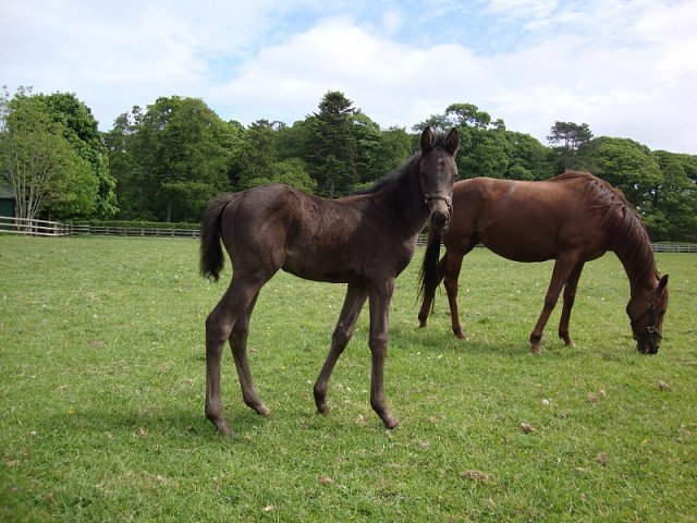 Orologio wins at Pisa on 29th March 2026