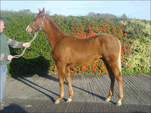 Osteopathic Remedy wins at Newcastle