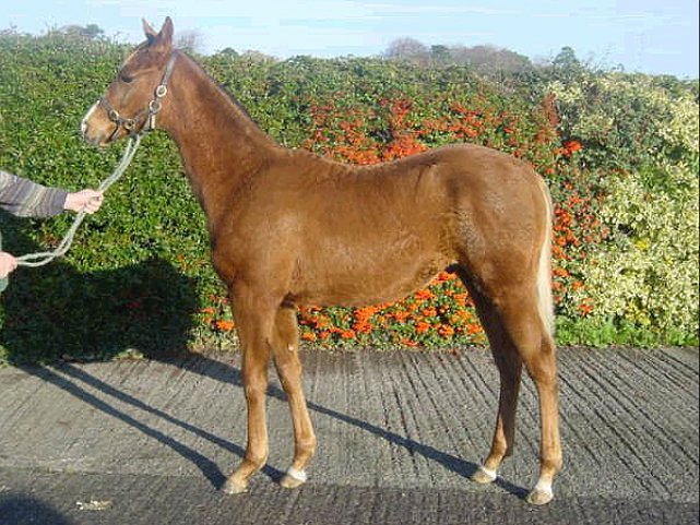 Osteopathic Remedy wins at Thirsk