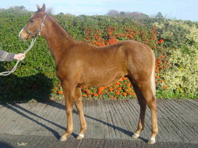Osteopathic Remedy second at Carlisle