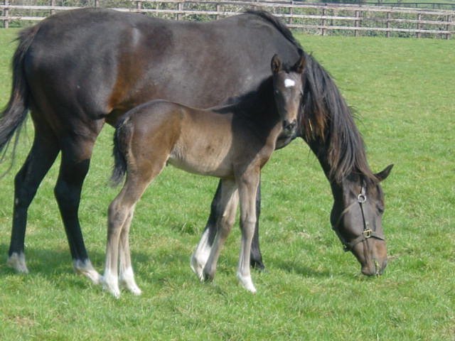 Osteopathic Remedy second at Carlisle