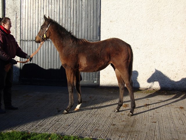 Our Class Act third at Happy Valley on 16th November 2022