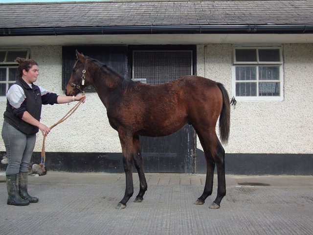 Our Guy wins at Windsor on 4th May 2026