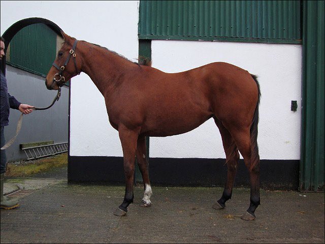 Pale Orchid wins at Ffos Las