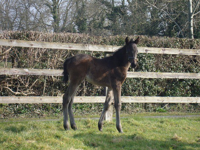 Palmones wins at Gowran Park