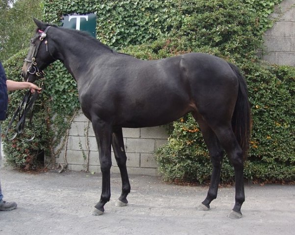 Palmones third at Roscommon