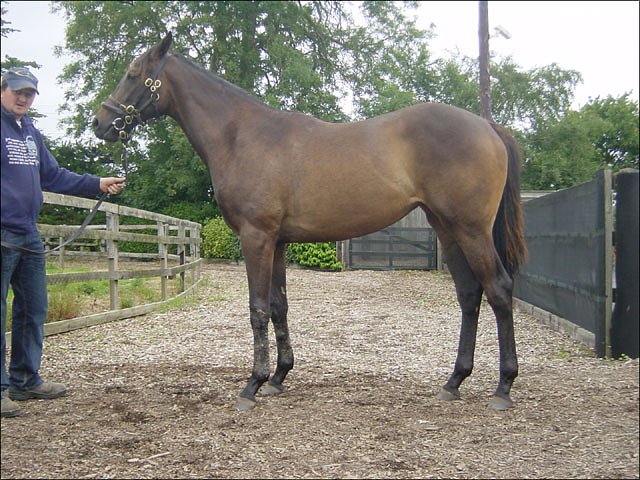 Paraphernalia second at Listowel