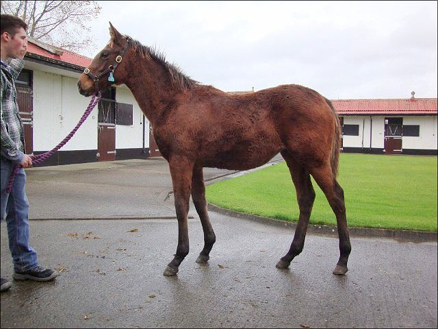 Pearl Of Africa easy winner at the Curragh