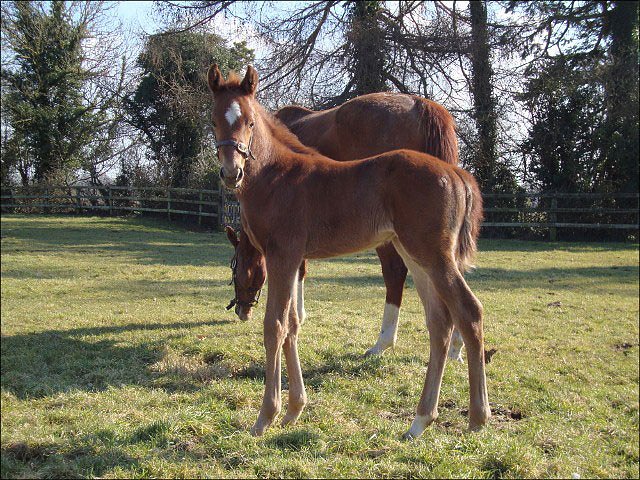 Pearl Spice third at Nottingham