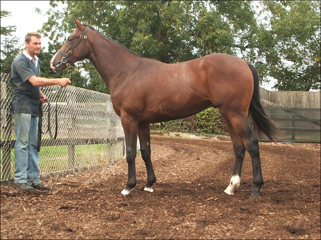 Phoenix Flight third at Southwell