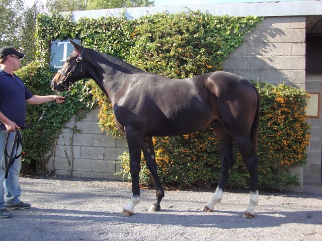 Pincheck second in Amethyst Stakes Group 3 on 13th May 2018