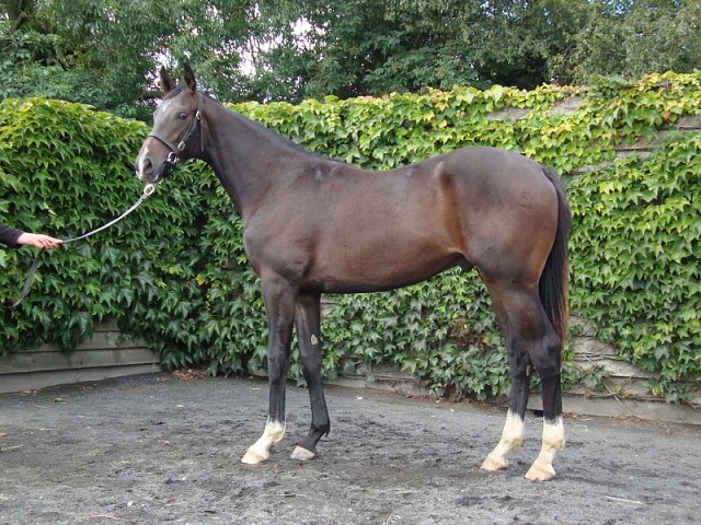 Pincheck second in Amethyst Stakes Group 3 on 13th May 2018