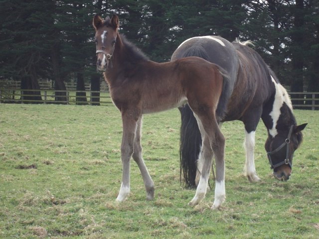 Pincheck second at Roscommon