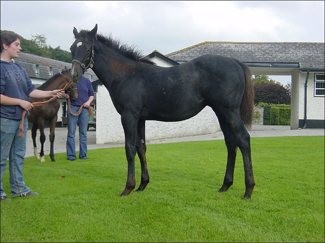 Prince D'Alienor second in Group 3 Prix Messidor