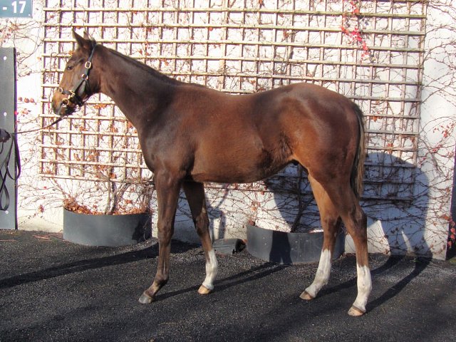 Qetaifan wins at Goodwood on 13th October 2024
