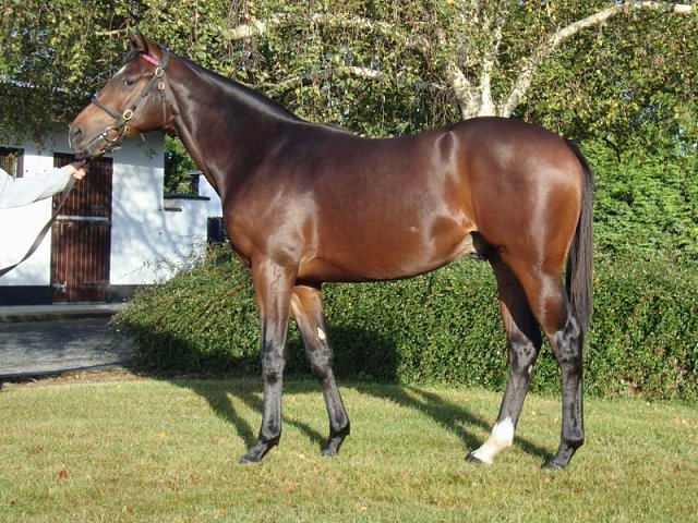 Quantum Impact third at Mornington, Australia on 6th April 2025