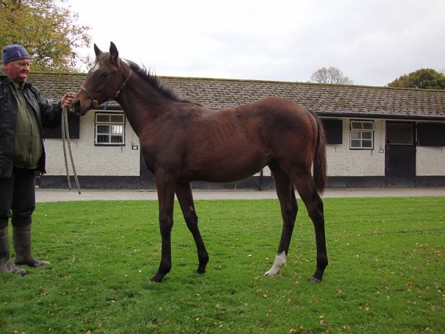 Quantum Impact wins at Newbury on 22nd October 2022